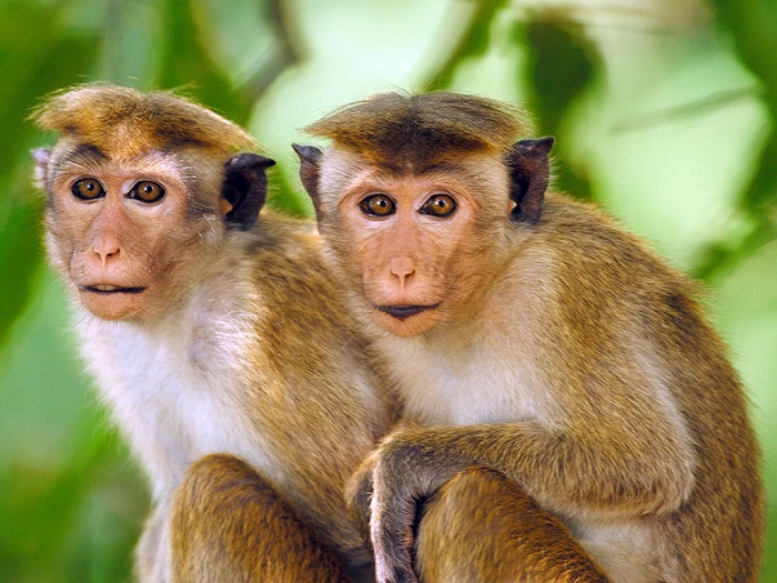 چگونه از میمون نگهداری کنیم؟